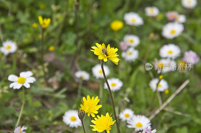 大黄蜂在黄雏菊上