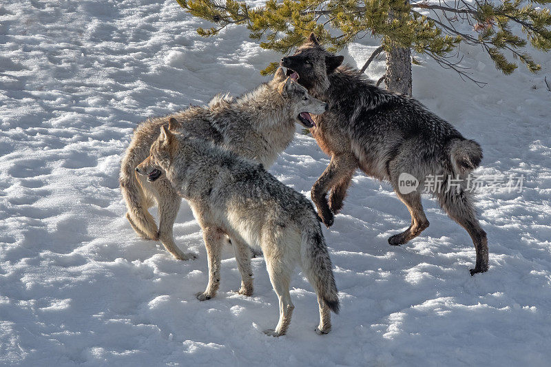 黄石公园的狼群在雪地里群殴或玩耍，眼睛望着摄像机