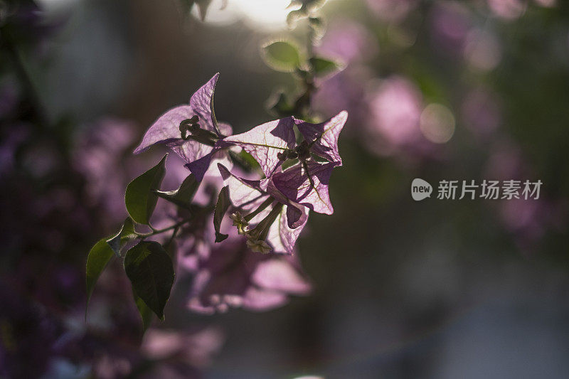 九重葛树特写