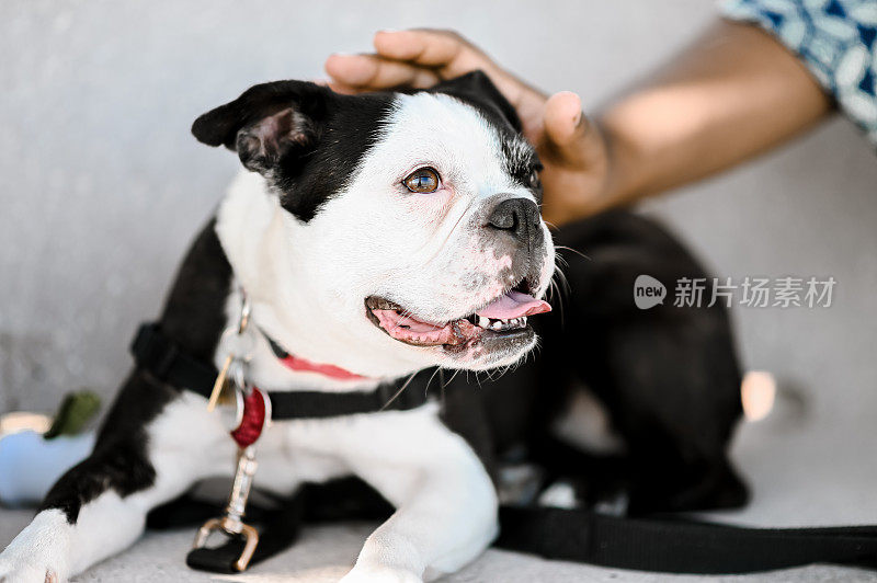 可爱的宠物波士顿小猎犬是纯种宠物狗的宠物