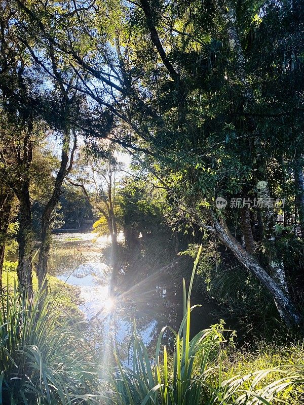 热带雨林湖-拜伦湾，新南威尔士州