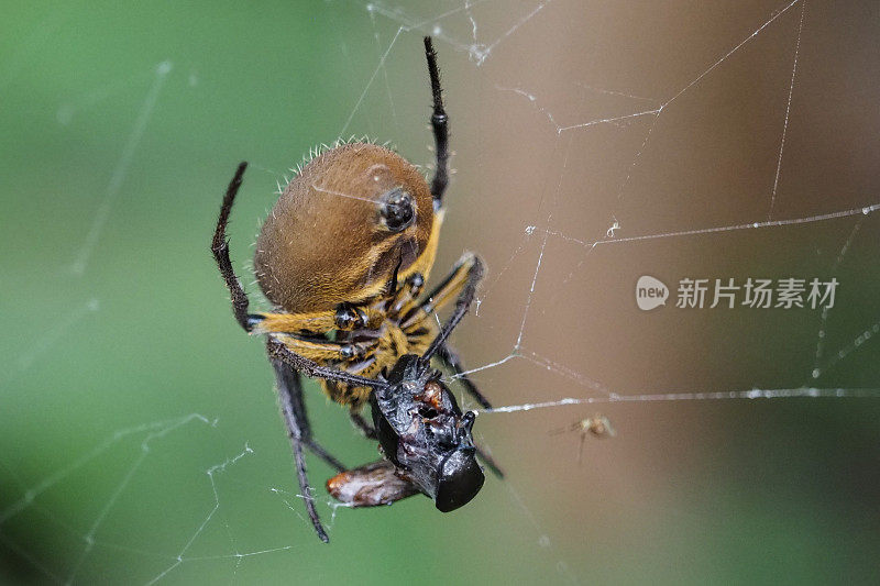 厄瓜多尔雨林中的昆虫