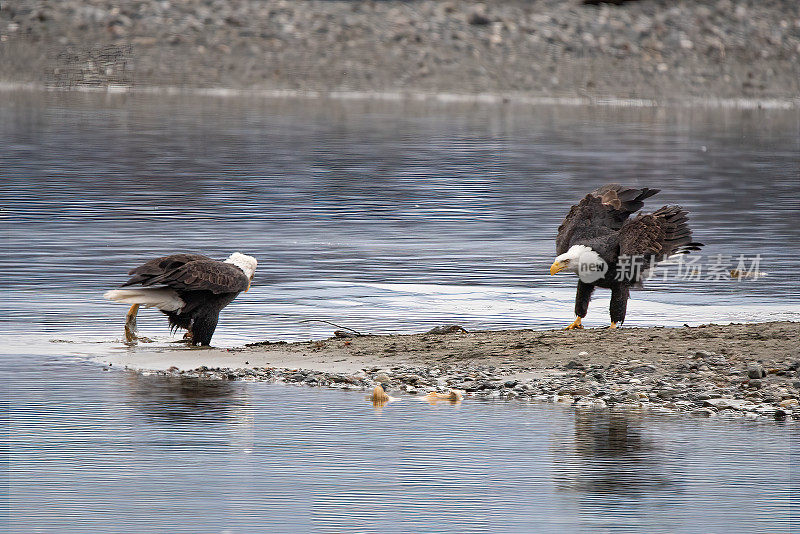 两只阿拉斯加秃鹰，但只有一只在奇尔卡特河有鱼