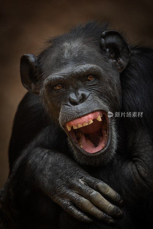 笑倭黑猩猩