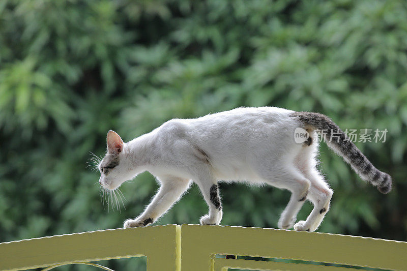 幸福快乐的猫