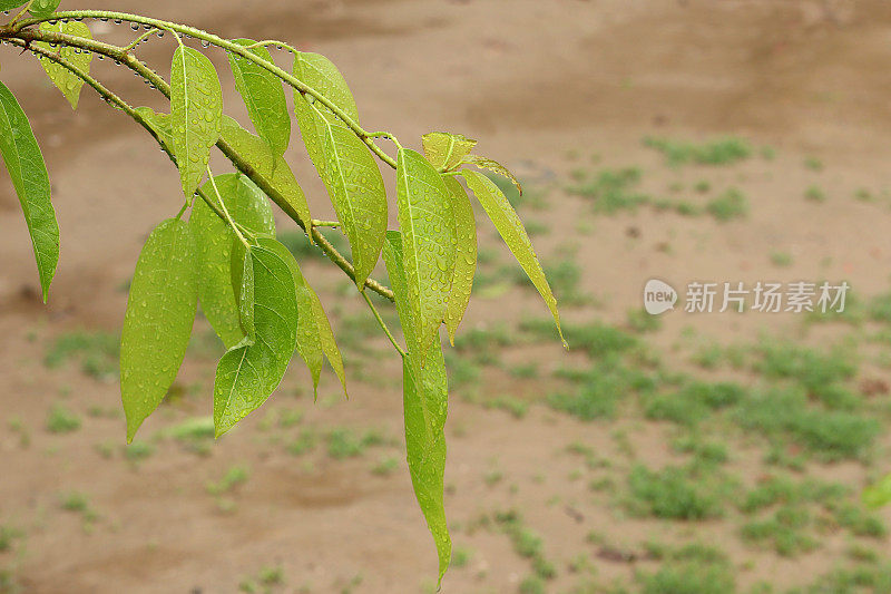 在雨季潮湿的绿叶