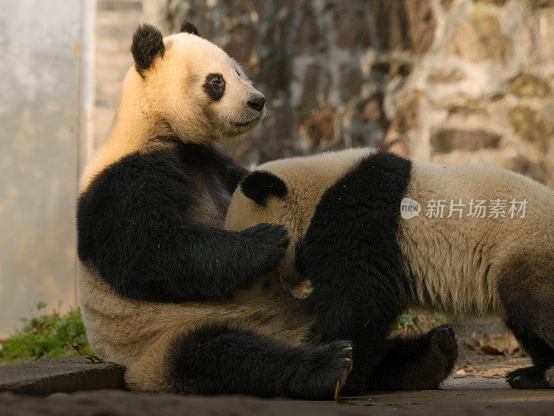 熊猫妈妈在阳光下喂两只小熊猫