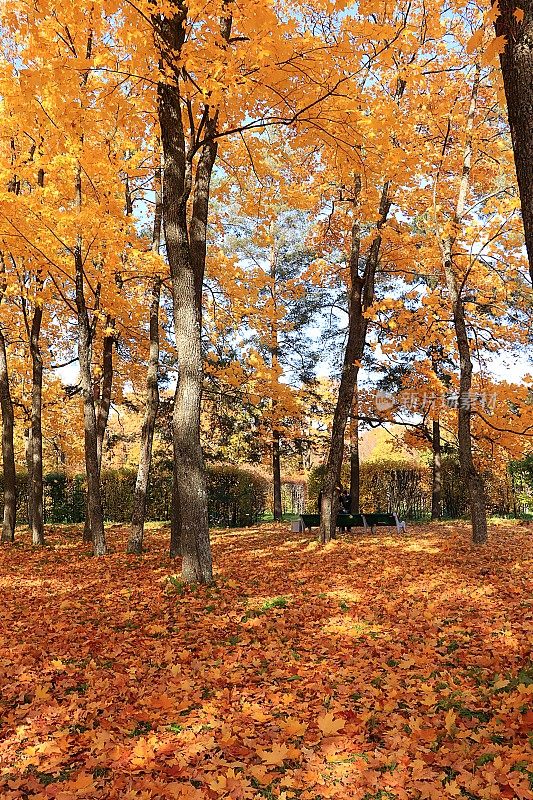 秋天的公园在十月的一个阳光明媚的日子，小路上有红红的枫叶和橡树，背景。公园里自然景观亮丽，四季分明，金秋时节