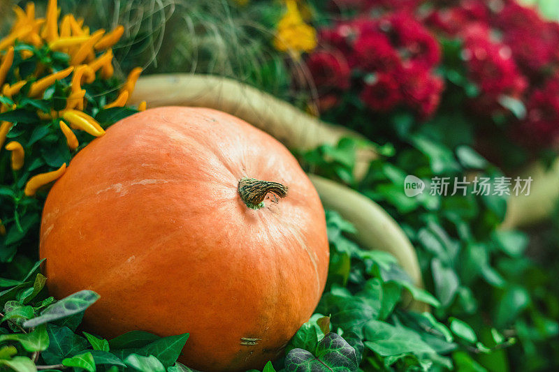 感恩节和万圣节南瓜装饰