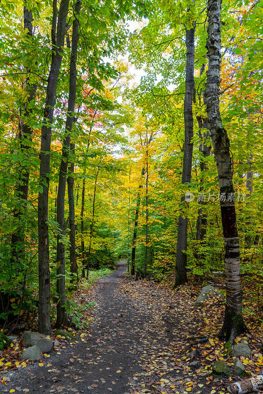 秋天的颜色在了望步道和悬崖顶部风景了望，阿尔冈昆省公园，加拿大安大略省