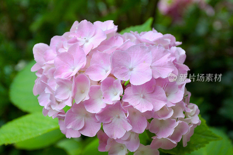 淡紫色的绣球花花