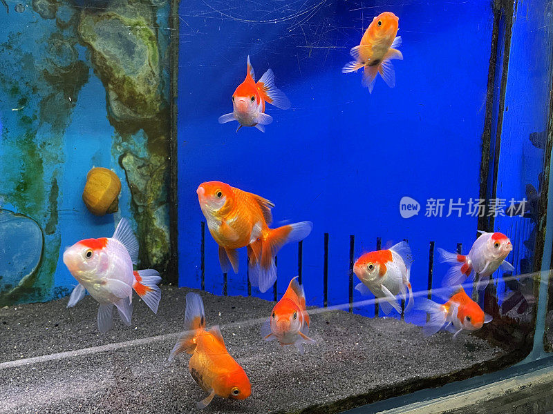 淡水冷水水族馆的形象与橙色和白色扇尾金鱼和orandas游泳与海洋蓝色的背景，奇特的金鱼鱼缸与珊瑚沙