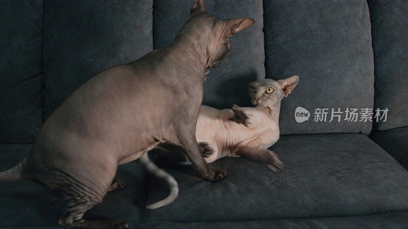 两只Sphynx猫看着对方，准备在沙发上打架
