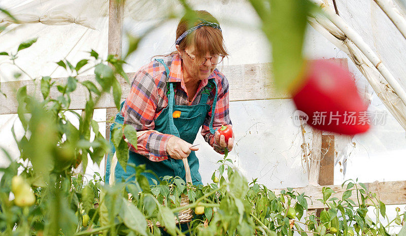 中年妇女园丁辛勤工作在温室花园