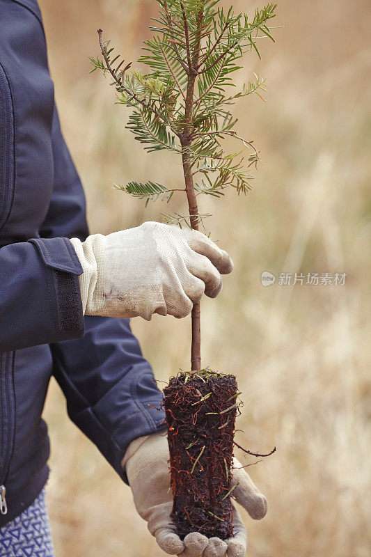 女人plantning树