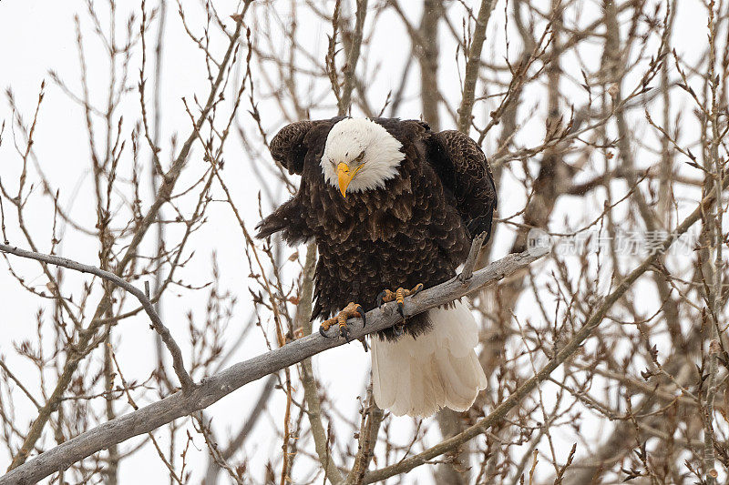 白硫温泉附近，五只秃鹰之一，在强风中栖息在树上