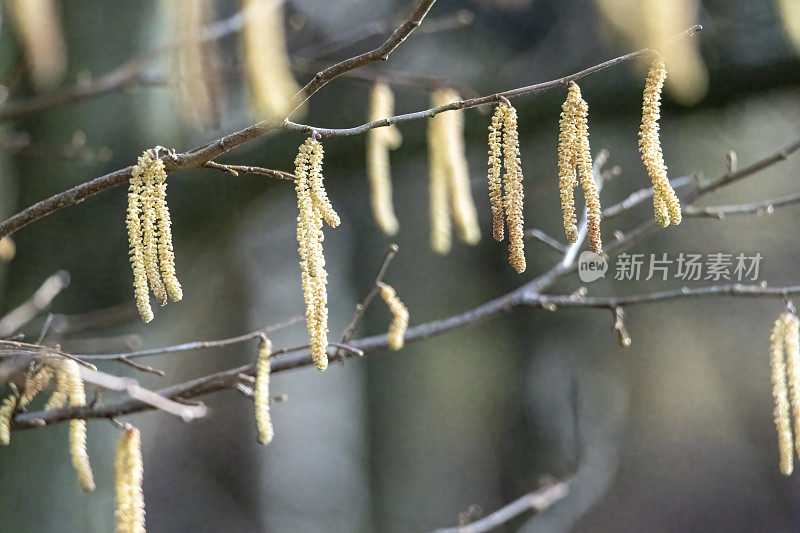 春天的白桦树上的柳絮