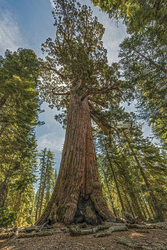 加州约塞米蒂国家公园的马里波萨巨杉树林。灰熊巨树。