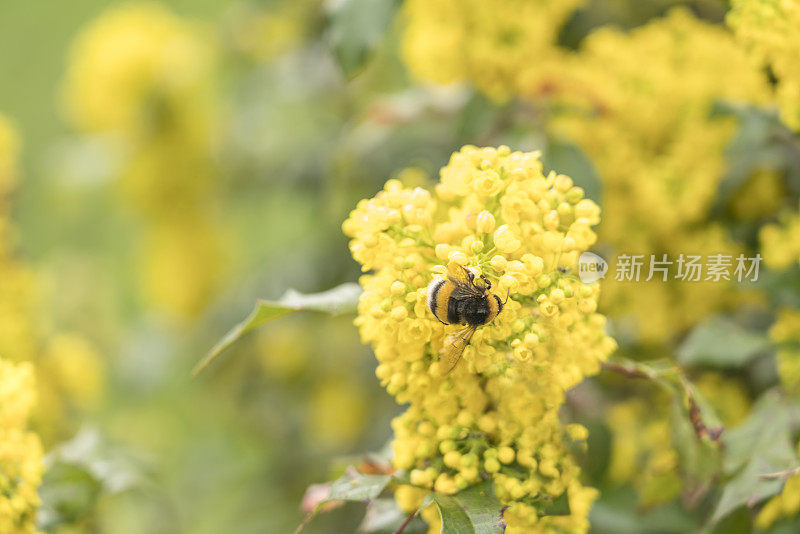 大黄蜂在玉莲花或俄勒冈葡萄花上