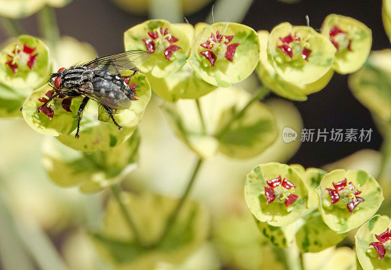 家蝇在“阿斯科特彩虹”大戟在肯特，英格兰