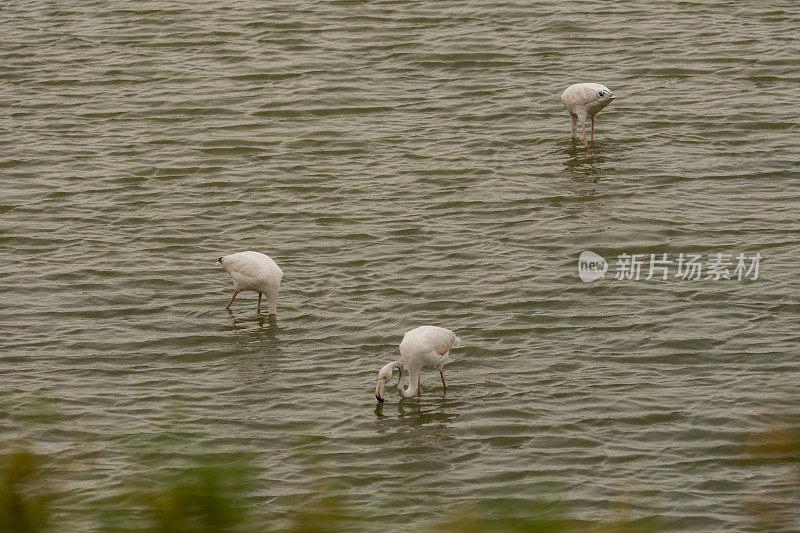 三只火烈鸟在浑浊的水中涉水觅食