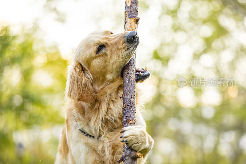 家庭宠物金毛猎犬叼棍子