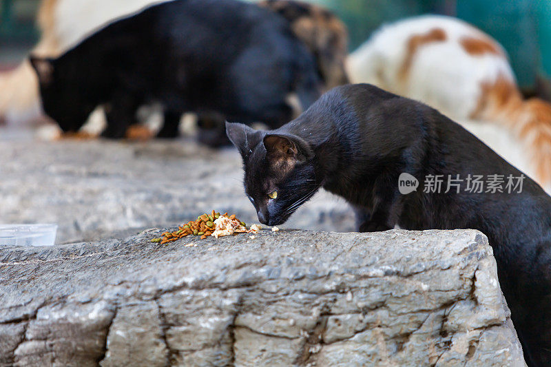 流浪猫，野猫