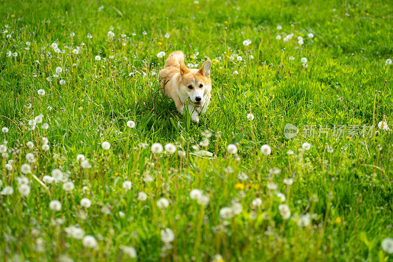 一只彭布罗克威尔士柯基犬在春天的草地上奔跑