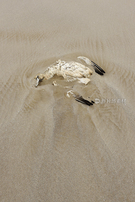 海滩上死去的北方塘鹅