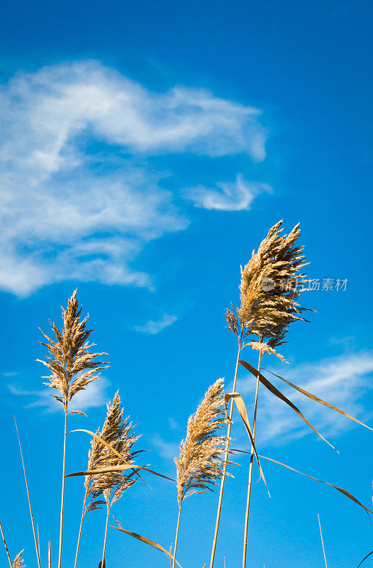 芦苇南极光