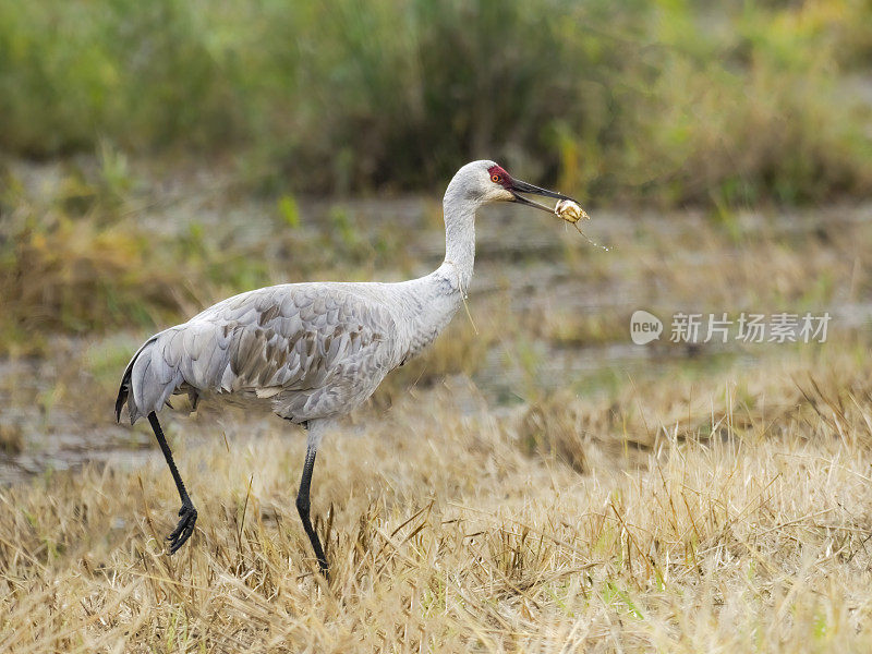 沙丘鹤行走在草地湿地区嘴里叼着食物