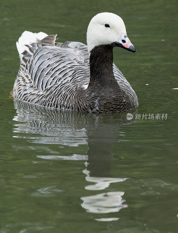 皇帝鹅