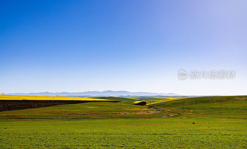 在南非奥弗伯格地区起伏的山丘上，绿色和黄色的麦田和油菜田