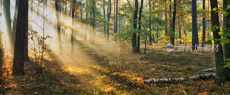 秋天森林里的黎明。阳光冲破晨雾。