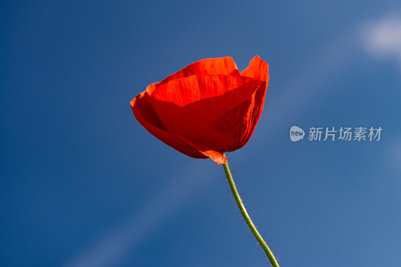 红色的罂粟衬着蓝色的天空