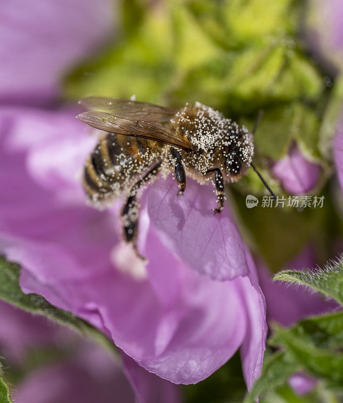 蜜蜂在粉红色的锦葵上