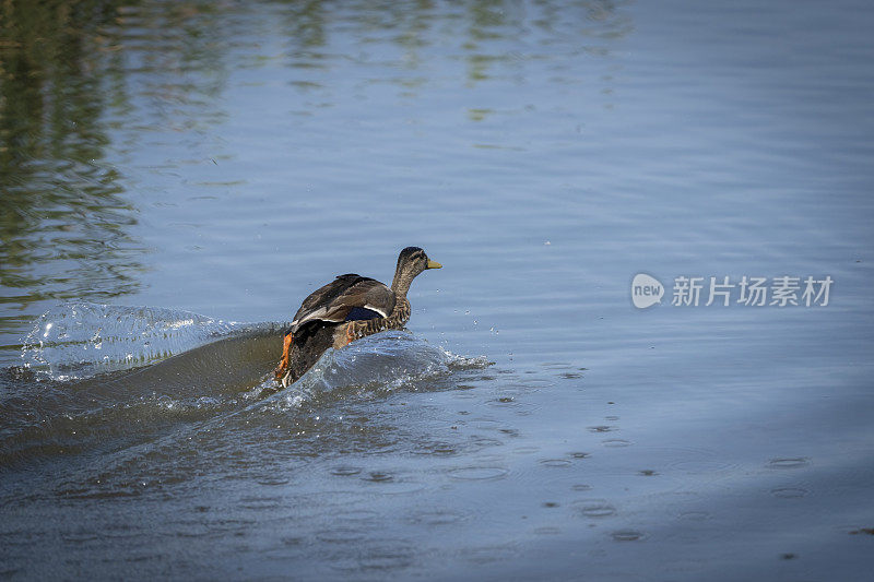 一只雌绿头鸭在湖上游泳