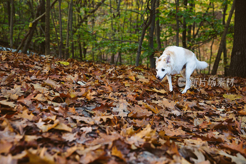 秋天森林里的残疾混种狗