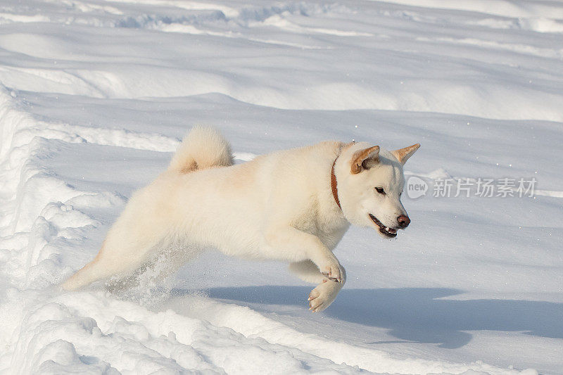 柴犬在雪地里奔跑