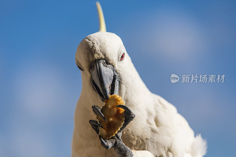 一只鹦鹉吃饼干的特写镜头