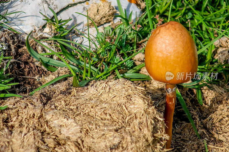 在黑山杜尔米托国家公园，生长在牛粪上的黄帽菇或蛋黄帽菇