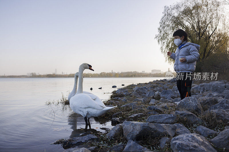 一个戴着面具的小男孩正在湖边喂天鹅
