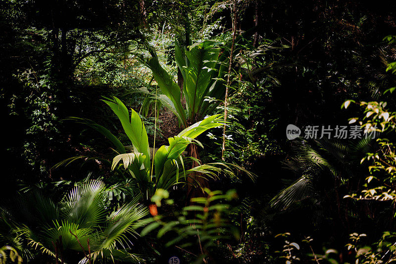 郁郁葱葱的绿色植物在热带丛林森林马来西亚槟城岛