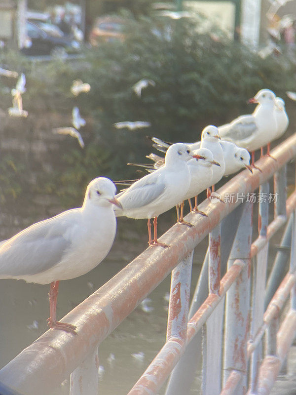 河桥栏杆上的海鸥