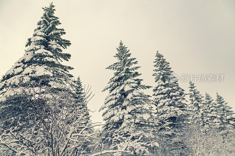 雪云杉