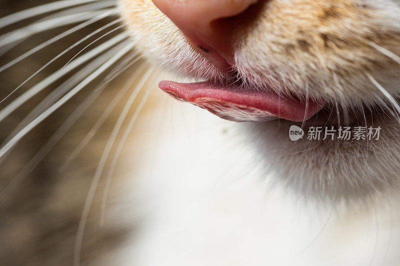 微距特写一只伸出舌头的猫
