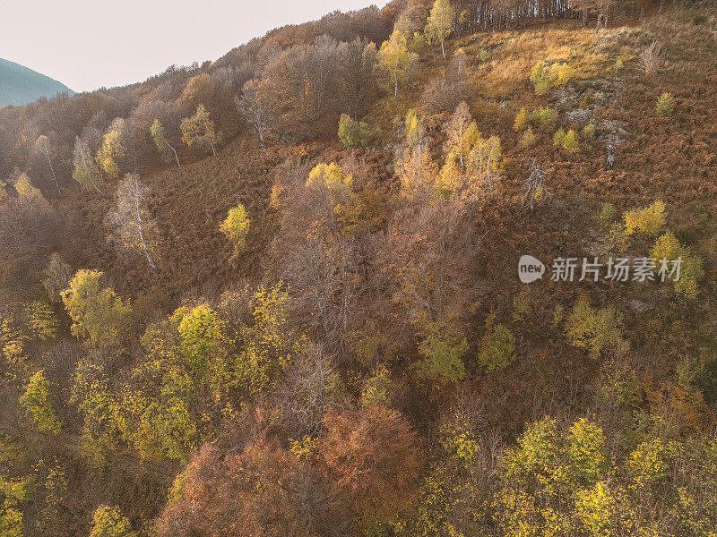 无人机鸟瞰图:彩色混合秋天森林空中背景