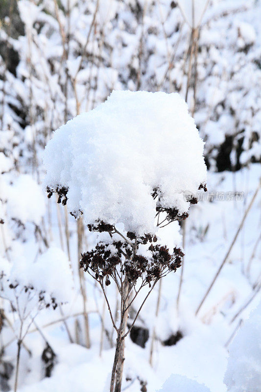 雪中的种子