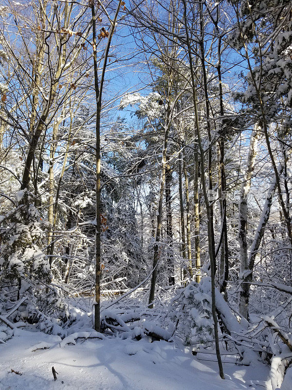 森林地面上倒下的树木被新落下的雪覆盖，高耸的树木高耸在上面。