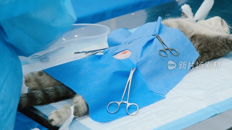 兽医在猫的腹部开了一个切口，猫躺在麻醉下，张开被绑住的爪子